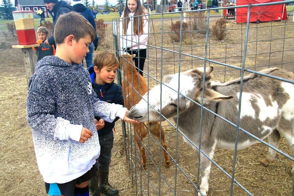 Sweet Pickin's Pumpkin Patch — Pumpkins farm in Kalispell, MT